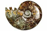 Polished, Agatized Ammonite (Cleoniceras) - Madagascar #110520-1